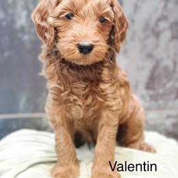Valentin - Apricot male Goldendoodle puppy in Pasco, Washington from Camp Doodle Woods