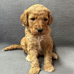 Yellow - Red  female Goldendoodle puppy in Rockford, Ohio from 419 Goldendoodles