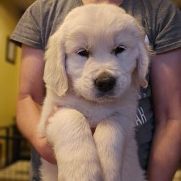 Pink Collar Girl - Light golden female Golden Retriever puppy in Gunnison, Utah from The Golden Virtues