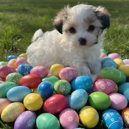 Echo 4 pound Toy - Parti male Maltipoo puppy in Lawrenceburg, Tennessee from LUV Poodles and Maltipoos