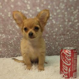 Dayton - Fawn male Chihuahua puppy in Topeka, Kansas from Barbie's Baby Chihuahuas