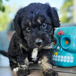 Cricket - Black tri-color male Aussiedoodle puppy in Indiahoma, Oklahoma from Phamily Doodles