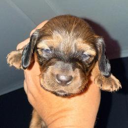 Girl 1 - Shaded Red - Red female Dachshund puppy in Pierson, Florida from Michelle’s Mini Dachshunds