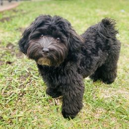 Havanese Puppies from Sweet Feats Havanese