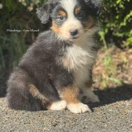 Exempt- black tri female 5 - Black tri-color female Australian Shepherd puppy in Chehalis, Washington from Wandering Acres Ranch