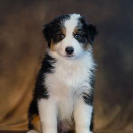 Todd - Black tri-color male Australian Shepherd puppy in Frazee, Minnesota from Beacon Hill Aussies