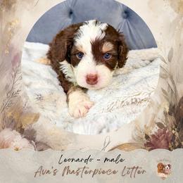 Leondardo - Brown and white male Bernedoodle puppy in Norcross, Georgia from Teddy Puppies