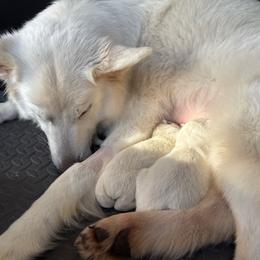Female 4 - White female Berger Blanc Suisse puppy in Wisconsin from Andeli vjecnosti