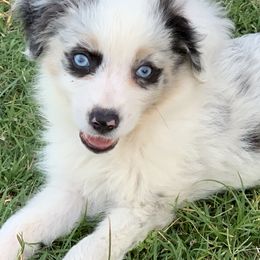 Miniature Australian Shepherd and Toy Australian Shepherd Puppies from Best Little Aussies