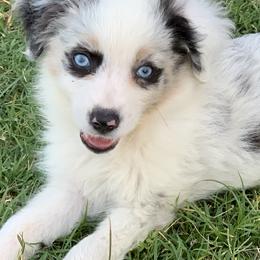 Miniature Australian Shepherd and Toy Australian Shepherd Puppies from Best Little Aussies