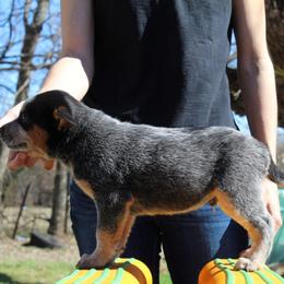 Ridge - Blue - Blue male Australian Cattle Dog puppy in Colbert, Oklahoma from LoveAHeeler