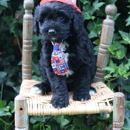 Buckwheat - Black phantom male Aussiedoodle puppy in Lexington, Alabama from Johnson’s Highland Pride Aussiedoodles