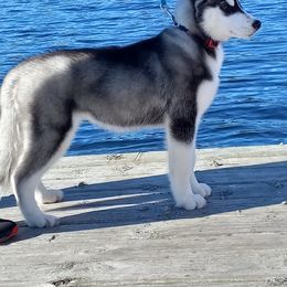 Siberian Husky Puppies from Shadow Wood Forest Kennel