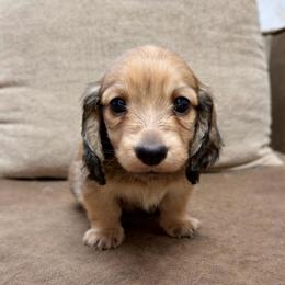 Joe - Cream male Dachshund puppy in Huntington, Arkansas from Rockstar.Weiners