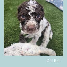 Boy 2 - Brown roan male Lagotto Romagnolo puppy in Salida, California from Harper's Lagotti