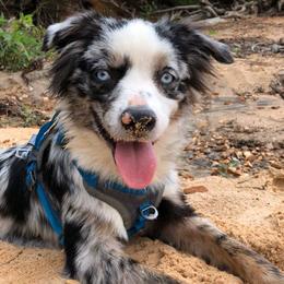 Miniature Australian Shepherds and Toy Australian Shepherds from North Georgia Gems