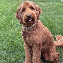 Australian Cobberdog puppies from Joreese Australian Cobberdogs