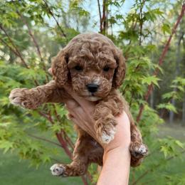 Reef - Red male Cavapoo puppy in Midland, North Carolina from Rocky River Cavapoos
