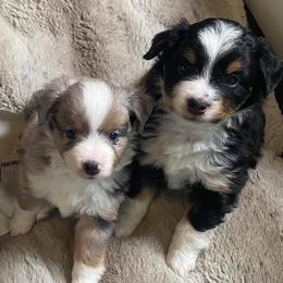 Australian Shepherds from Cherokee Creek Aussies