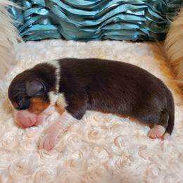 Girl 2 - female Australian Shepherd puppy in Olympia, Washington from Echelon Australian Shepherds