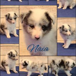 Shetland Sheepdog Puppies from Henotic Homestead
