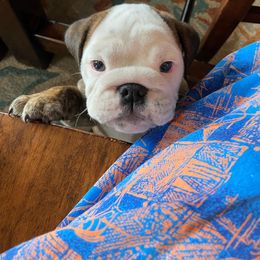 Bulldog Puppies from Kandyland Bulldogs