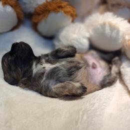Teddy Graham - Brown male Mal-Shi puppy in Apollo Beach, Florida from Gemstone Exclusive Pups of Florida