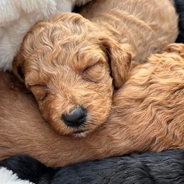 Goldendoodles from Someracres Goldendoodles