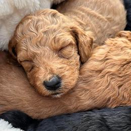 Goldendoodles from Someracres Goldendoodles