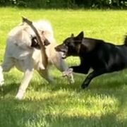 Norwegian Buhund puppies from Nordlys Norwegian Buhunds