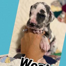 Weston - Harlequin male Great Dane puppy in Russellville, Arkansas from River Valley Great Danes & Miniature Schnauzers