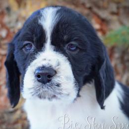 Boy 1 - Black and white male English Springer Spaniel puppy in Great Falls, Montana from Big Sky Springers