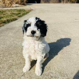 Sugar - Tri-color female Bernedoodle puppy in Sherman, Illinois from Shirl Doodle Life