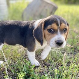Beagle Puppies from Bluebonnet Kennels