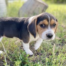 Beagle Puppies from Bluebonnet Kennels
