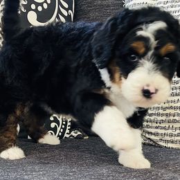 Bernedoodle and Goldendoodle Puppies from Renowned Bernedoodles and Goldendoodles