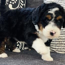 Bernedoodle and Goldendoodle Puppies from Renowned Bernedoodles and Goldendoodles