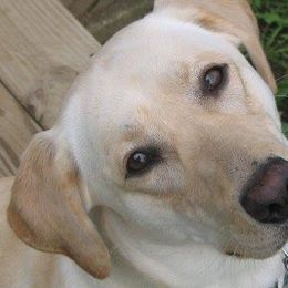 Labrador Retrievers from Wanna Stay