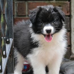 Border Collie Puppies from Shorewind Border Collies
