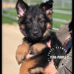 German Shepherd Puppies from Central Coast German Shepherds