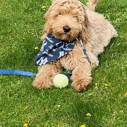 Australian Labradoodle Puppies from Catskill Country Labradoodles