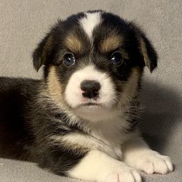 Peaches - Black and tan Pembroke Welsh Corgi puppy in Arcanum, Ohio from Weissway Corgis