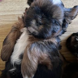 Shih Tzu Puppies from Meihem Pups