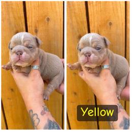 Yellow collar - Lilac tri-color female Bulldog puppy in Seattle, Washington from Authentic Bullys