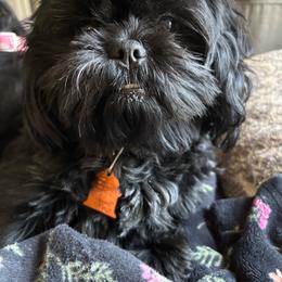 Suki - Black and white female Cavalier King Charles Spaniel puppy in Choctaw, Oklahoma from Dandelions and Kings