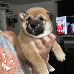Renji- lotus ruler - Red male Shiba Inu puppy in Lehigh Acres, Florida from SWFL Happy Dogs