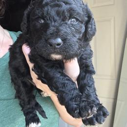 Girl - Black female Goldendoodle puppy in Gastonia, North Carolina from Crowders Creek Doodles