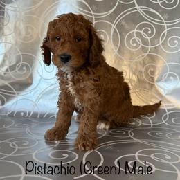 Pistachio - Red  male Goldendoodle puppy in De Pere, Wisconsin from Kinzor Kennels