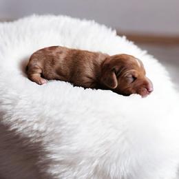 Harley - Dapple male Dachshund puppy in East Bend, North Carolina from Yadkin Valley Dachshunds