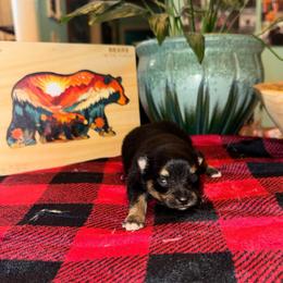 Jr - Black and tan male Pomeranian puppy in Knoxville, Tennessee from Thea's Puppies